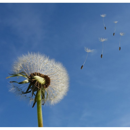 Allergie Pack Homéopathie Conseil