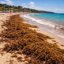 Sargasses Pack Homéopathie Conseil