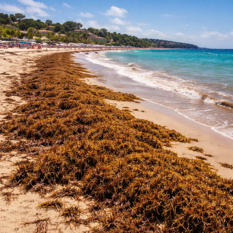Sargasses Pack Homéopathie Conseil
