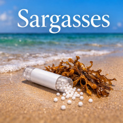 Sargasses Pack Homéopathie Conseil