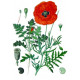 Coquelicots fleurs 30g ADP