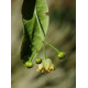 Tilleul Bractées BIO en vrac ADP