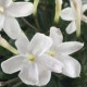 Jasmin fleurs ADP