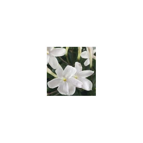 Jasmin fleurs ADP