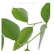 Eucalyptus Radié Huile Essentielle  10 ml Le Comptoir Aroma