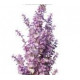 Sauge sclarée Huile Essentielle Bio 5 ml Le Comptoir Aroma
