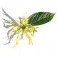 Ylang-Ylang Huile Essentielle Bio Le Comptoir Aroma