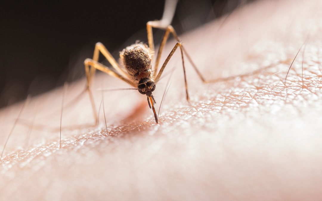 Le point sur les produits anti-moustiques