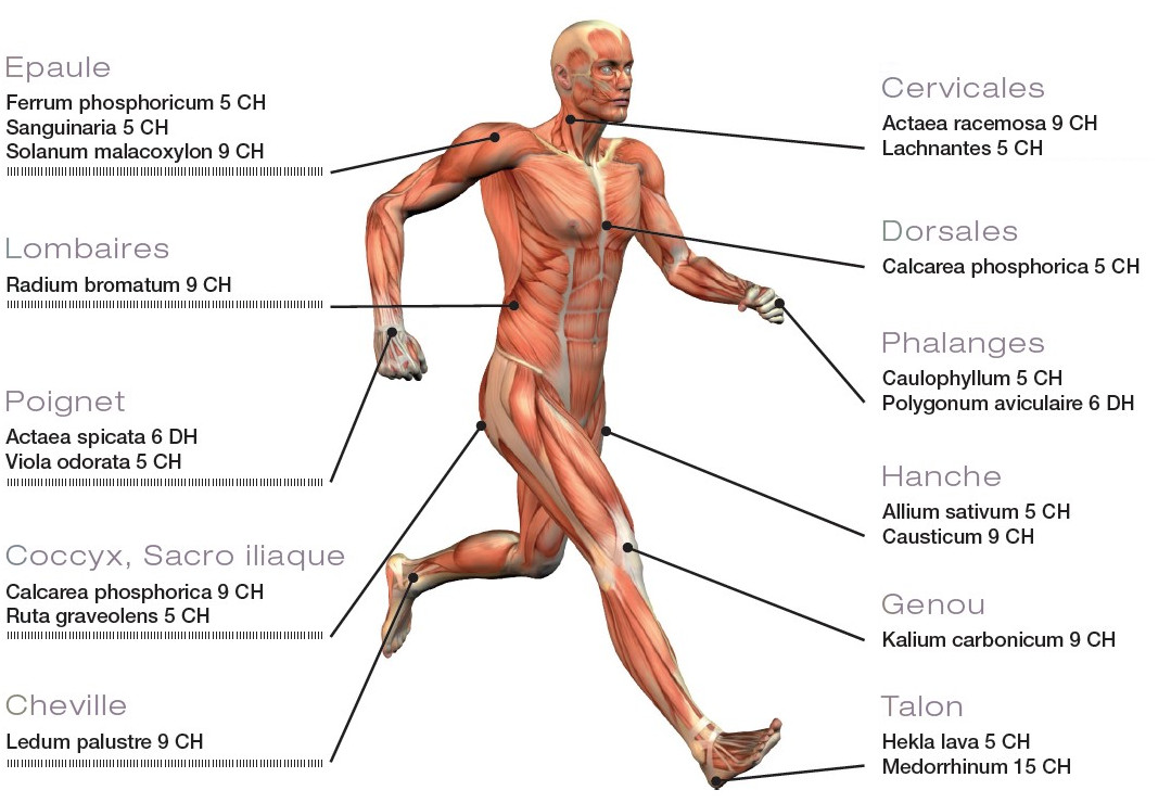 Douleurs musculo-squelettiques, articulaires et homéopathie